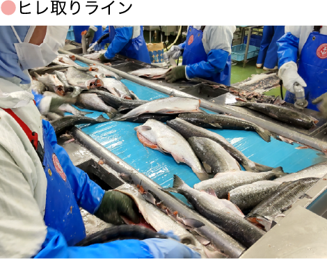 ヒレ取りライン